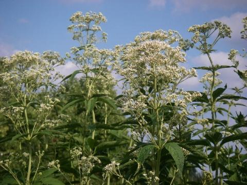 Eupatorium maculatum 'Album'