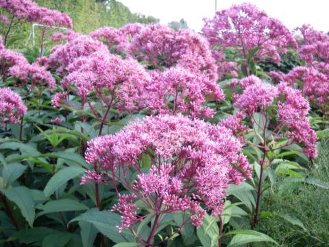 Eupatorium maculatum 'Atropurpureum'