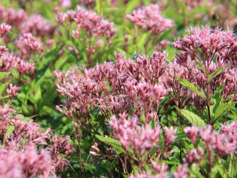 Eupatorium maculatum 'Purple Bush'