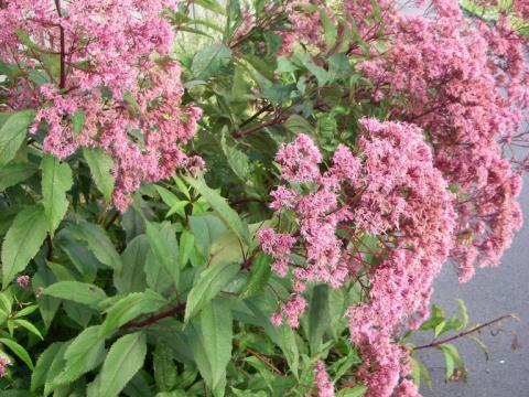 Eupatorium maculatum 'Riesenschirm'