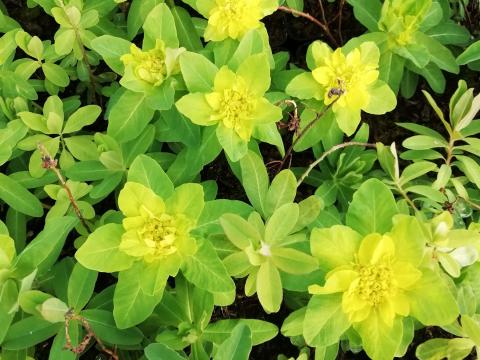 Euphorbia polychroma 'Senior'