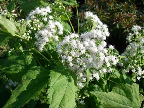 Eupatorium rugosum 'Braunlaub'