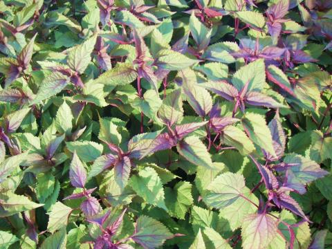 Eupatorium rugosum 'Chocolate'