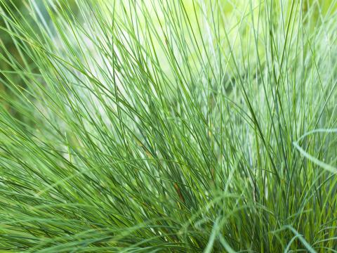 Festuca amethystina