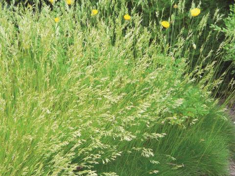 Festuca gautieri