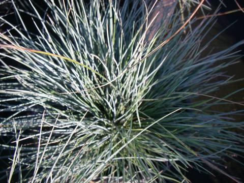 Festuca glauca 'Elijah Blue'