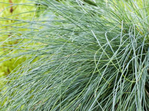 Festuca glauca