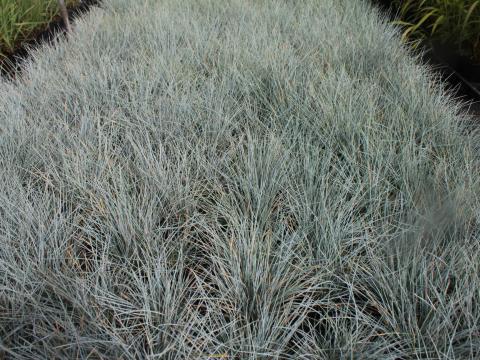 Festuca glauca 'Uchte'