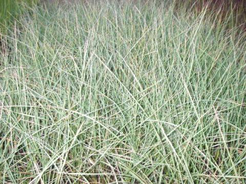 Festuca mairei