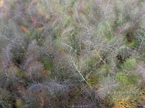 Foeniculum vulgare 'Giant Bronze'