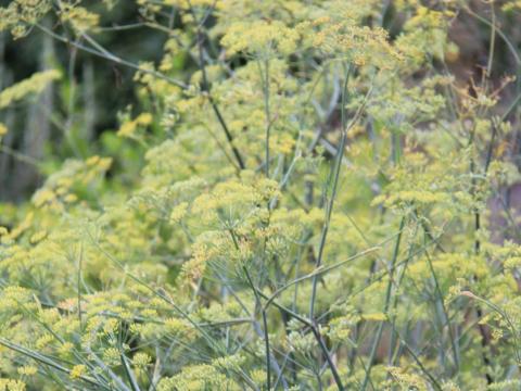 Foeniculum vulgare