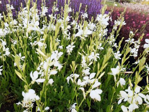 Gaura lindheimeri 'Snowbird' Gaura lindheimeri 'Snowbird'