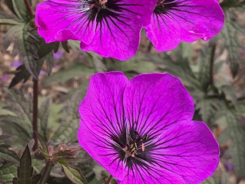 Geranium 'Dark Eyes' Geranium 'Dark Eyes'