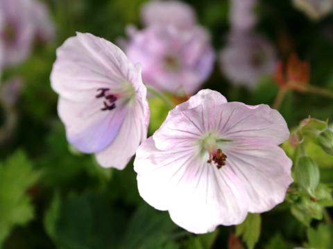 Geranium 'Lilac Ice' Geranium 'Lilac Ice'