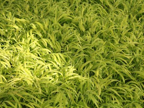 Hakonechloa macra 'All Gold'