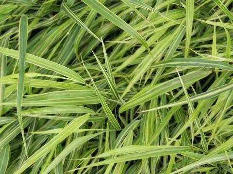 Hakonechloa macra 'Albostriata'