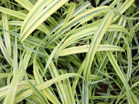 Hakonechloa macra 'Aureola'