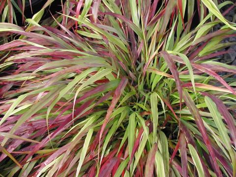 Hakonechloa macra 'Beni-Kaze' Hakonechloa macra 'Beni-Kaze'