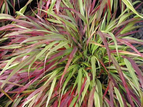 Hakonechloa macra 'Beni-Kaze'