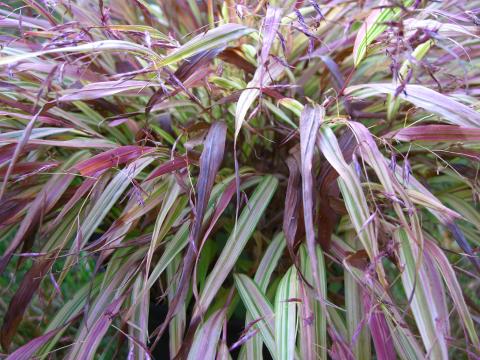 Hakonechloa macra 'Naomi' ®