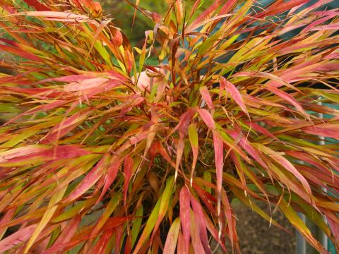 Hakonechloa macra 'Nicolas' ®