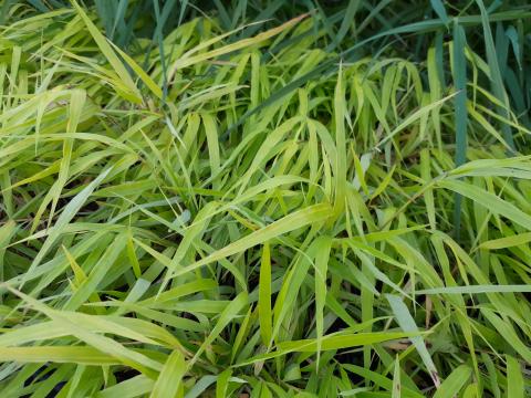 Hakonechloa macra 'Sunflare'