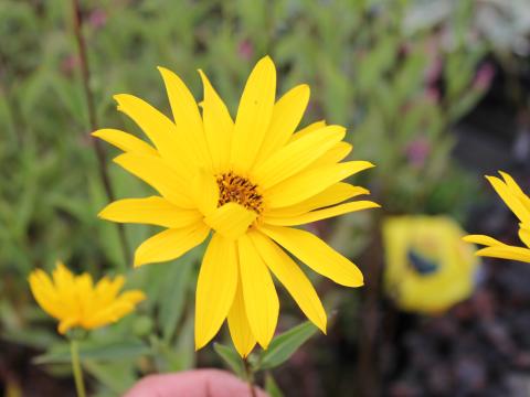 Helianthus atrorubens