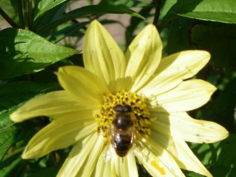 Helianthus microphyllus 'Carine'