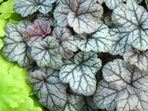 Heuchera 'Cinnabar Silver' ® Heuchera 'Cinnabar Silver' ®