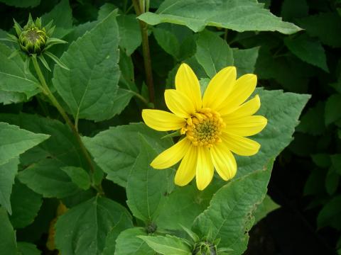 Helianthus decapetalus 'Capenock Star'