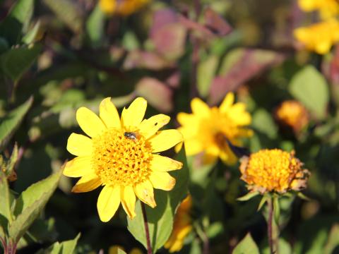 Helianthus decapetalus 'Meteor'