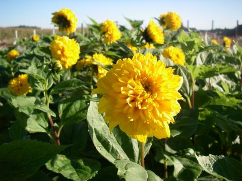 Helianthus decapetalus 'Soleil d'Or'