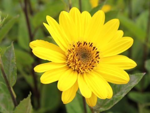 Helianthus decapetalus 'Triomphe de Gand'