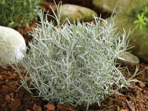 Helichrysum italicum 'Dwarf Curry'