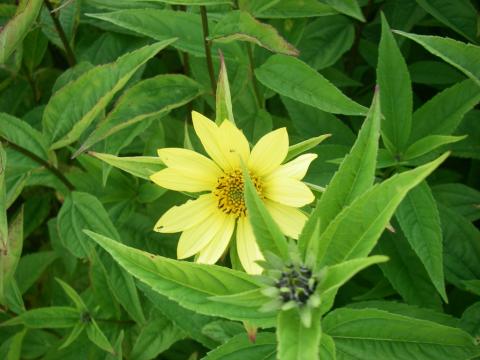 Helianthus  'Lemon Queen'