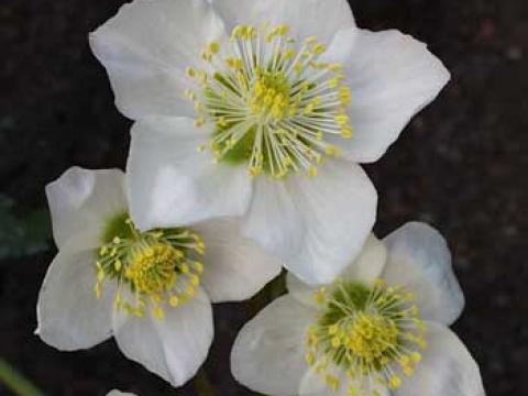 Helleborus niger 'Praecox' Helleborus niger 'Praecox'