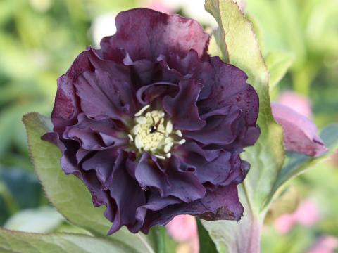 Helleborus orientalis 'Double Ellen Purple' Helleborus orientalis 'Double Ellen Purple'