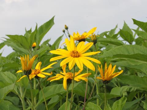 Helianthus tuberosus