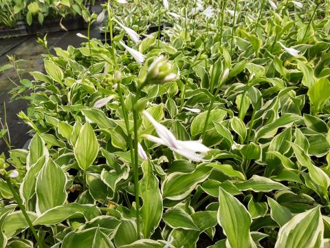 Hosta 'So Sweet' Hosta 'So Sweet'