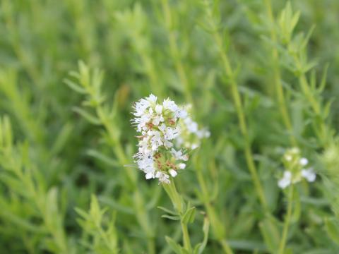 Hyssopus officinalis 'Albus'