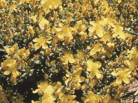 Hypericum olympicum (polyphyllum)