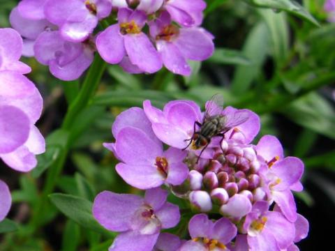 Iberis sempervirens 'Absolutely Amethyst' Iberis sempervirens 'Absolutely Amethyst'