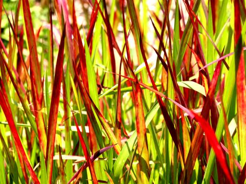 Imperata cylindrica 'Red Baron' 2l.