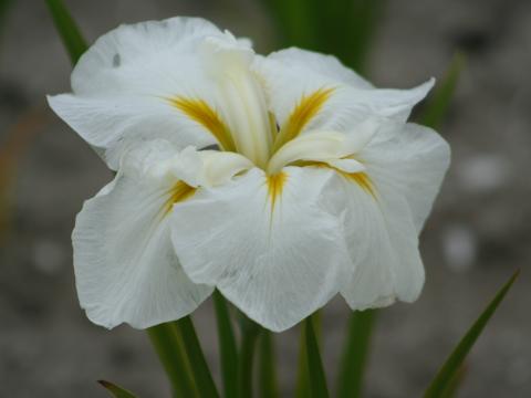 Iris ensata 'White Ladies'