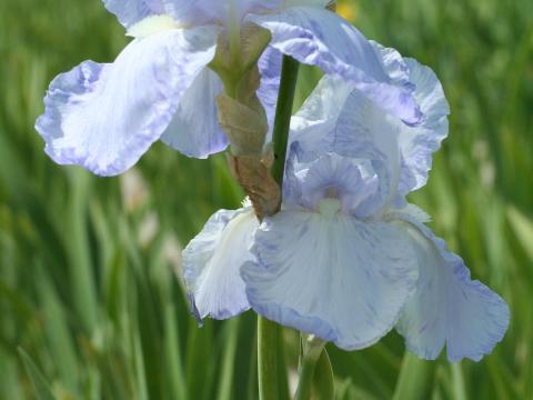 Iris germanica 'Blue Sapphire'