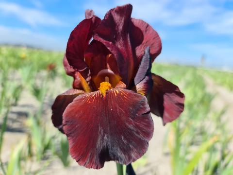 Iris germanica 'Caldron'