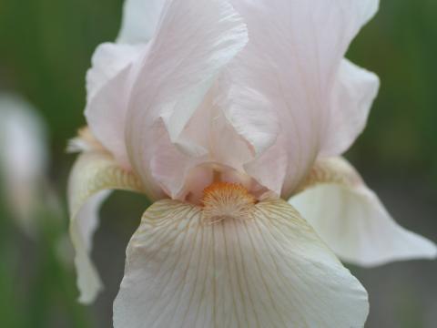 Iris germanica 'Constant Wattez'