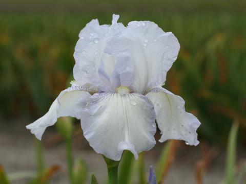 Iris germanica 'English Cottage'