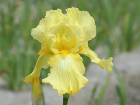 Iris germanica 'Lime Fizz'