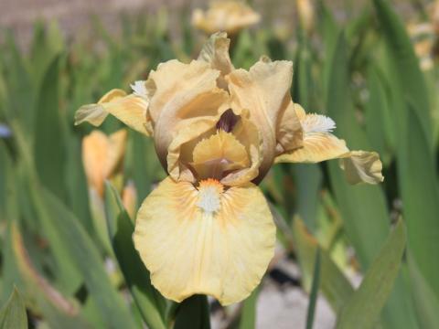 Iris germanica 'Lena Mae'